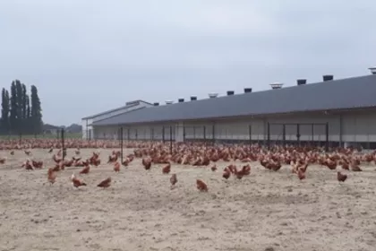Bigger view of Waarom Bio-eieren?