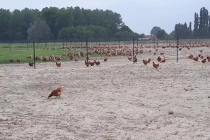Bigger view of Waarom Bio-eieren?